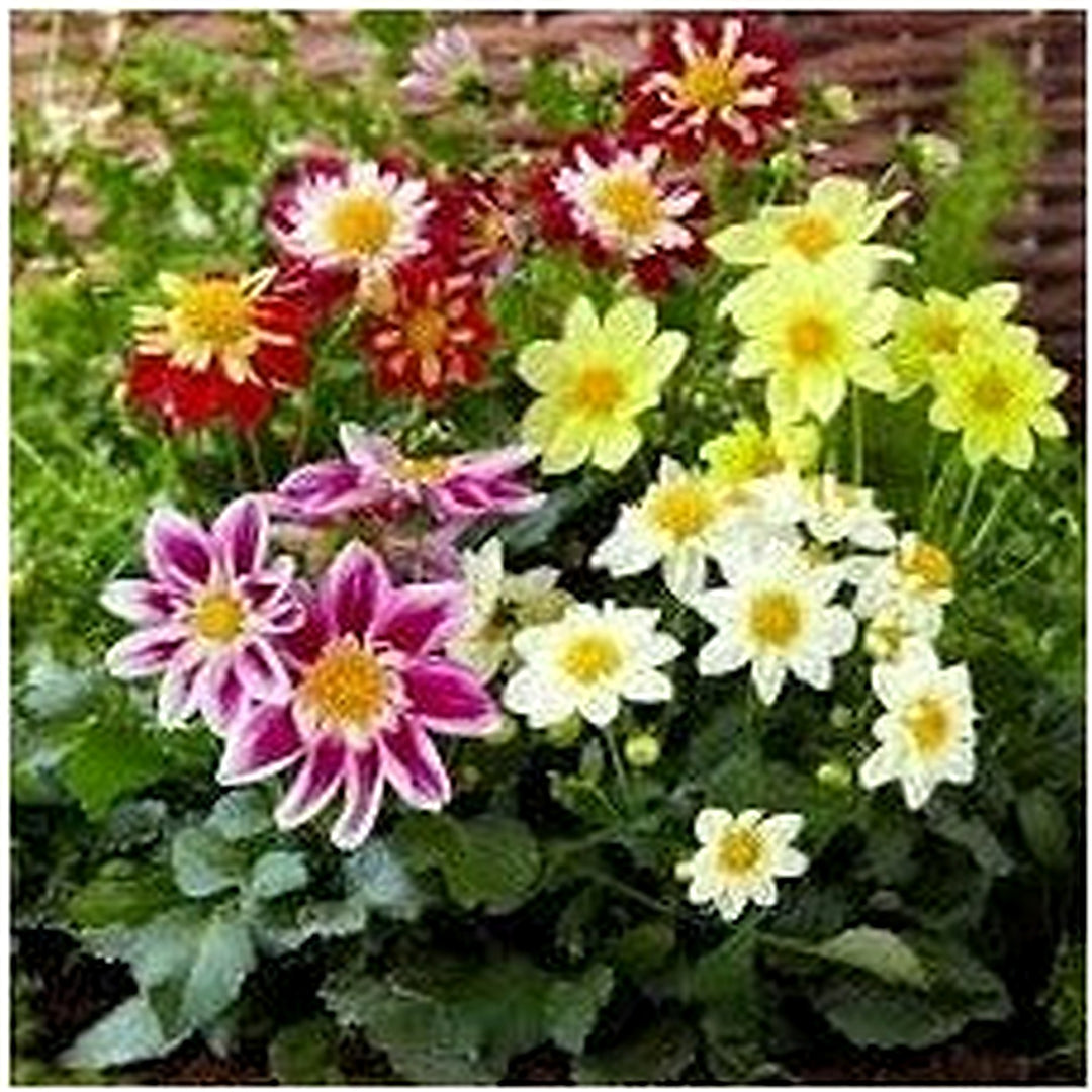 Dahlia Flower Heirloom Non Gmo Planting Flower Seeds for Home Garden Planting, Landscape Organic [neera-v5-1cf127f053da5bb221a7]