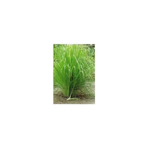 Lemongrass Seeds for Herb Gardens [neera-v5-1cf15278592f04f43e2b]
