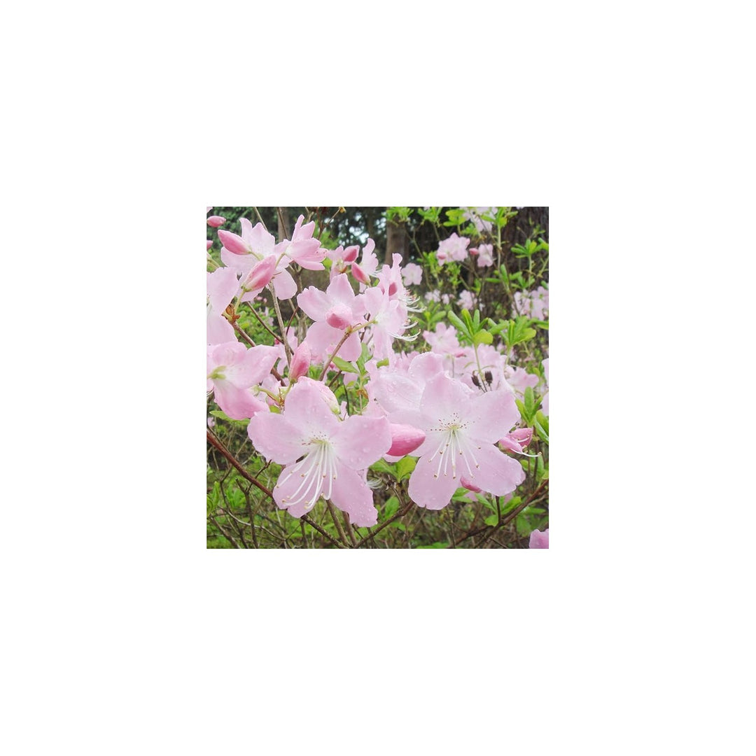Azalea Rhododendron Schlippenbachii Royal Flower For Planting In Home Garden Or Shaded Beds Flower [neera-v5-1cf30387f370dc4596a7]