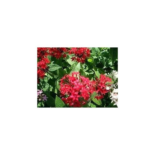 Pentas Lanceolata Flower Seeds for Planting [neera-v5-1cf31f21e672f3346e7f]