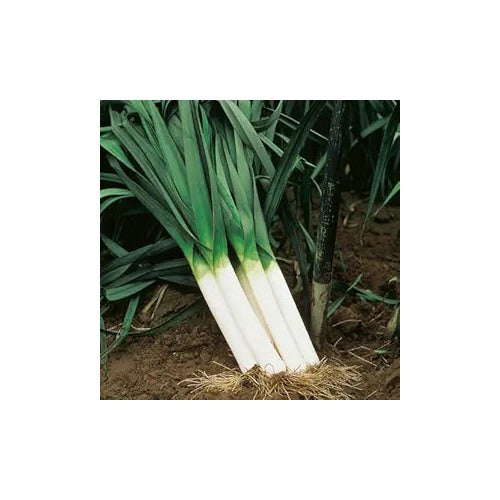 Leek American Flag Seeds [neera-v5-1cf3e47bb64305185a3a]