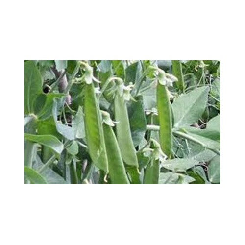 Pea Lincoln Peas Heirloom Non Gmo Perfect Peas Fragrant Climbing Annual Flower Seeds for Planting Organic Garden Seeds [neera-v5-1d03c9a4921649788dd5]