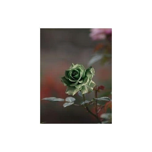 Pansy Rose Plant Seeds for Planting Non-GMO Heirloom Garden Seeds Perfect for Home Garden and Outdoor Growing [neera-v5-1d064461547d5b2088a9]