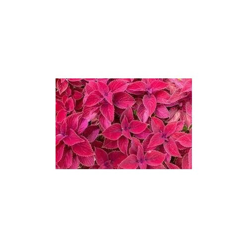 Pink Dragon Coleus Plant Seeds [neera-v5-1d1a8c7674f00ebf8de4]