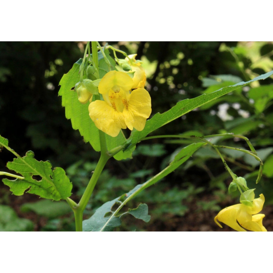 Jewelweed Native Flower Heirloom Non Gmo For Planting Wild Pollinator Gardens Flower Seeds for Home [neera-v5-1d1d18b3bf98006d9503]
