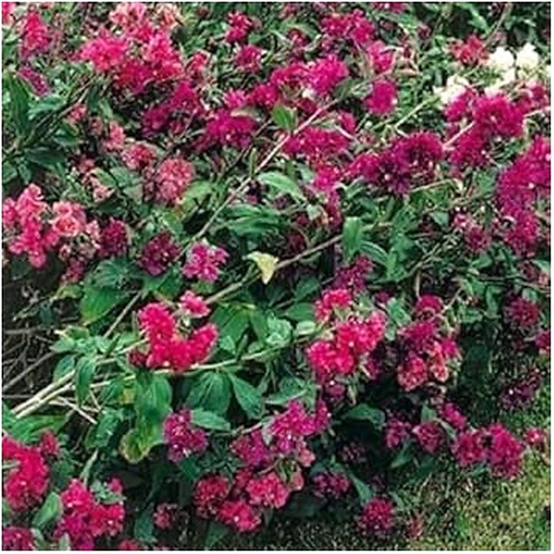 Pink Clarkia Flower For Planting Flower Seeds for Home Garden Planting, Landscape Organic Blooming [neera-v5-1d1ef2896688b63cf31c]