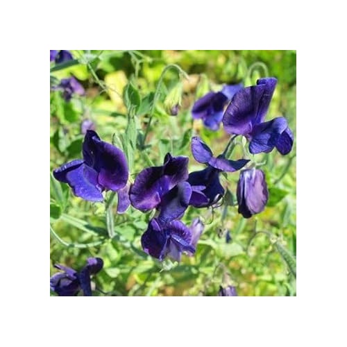 Violet Sweet Pea Flower Seeds [neera-v5-1d1f3d4b77b7908afc17]