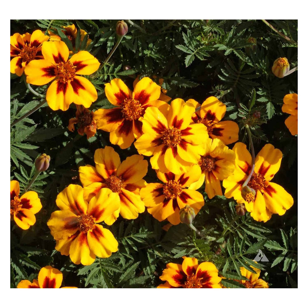 Yellow Red Heirloom Non Gmo Marigold Marietta Flower Garden Planting Bright Blooms Flower Seeds [neera-v5-1d33039f33c03b2c6715]