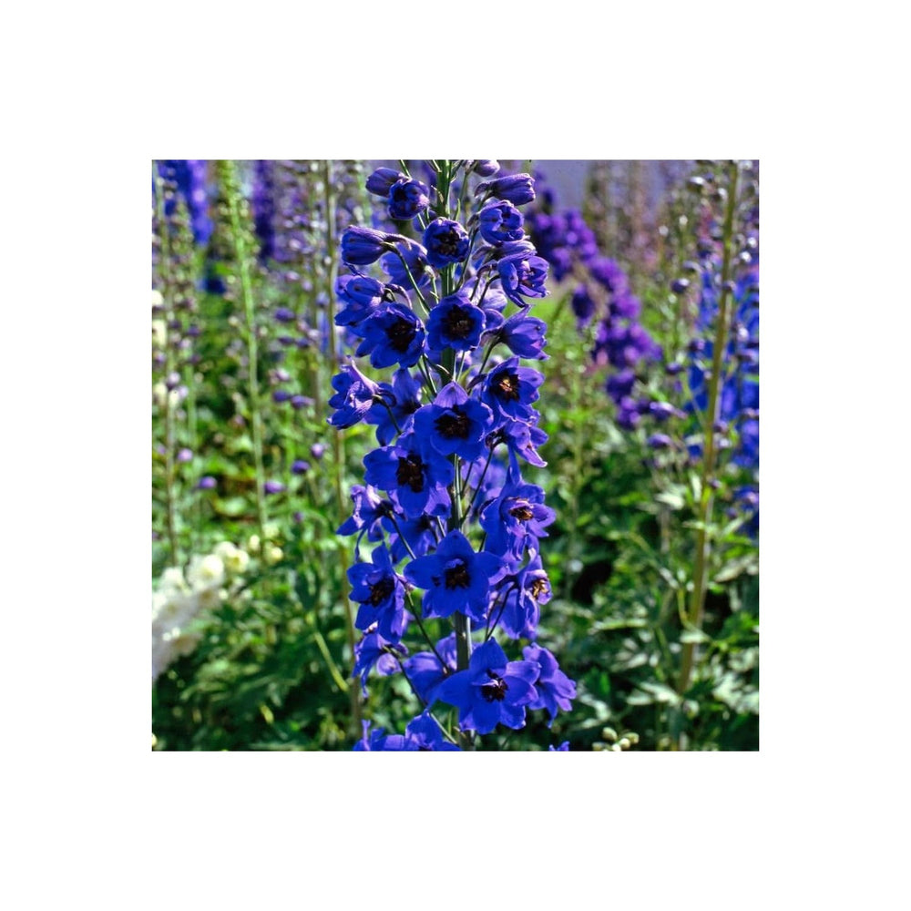 Blue Delphinium Sky Mixed Flower For Garden Planting Flower Seeds for Home Garden Planting, [neera-v5-1d34a7866cce0d08d113]