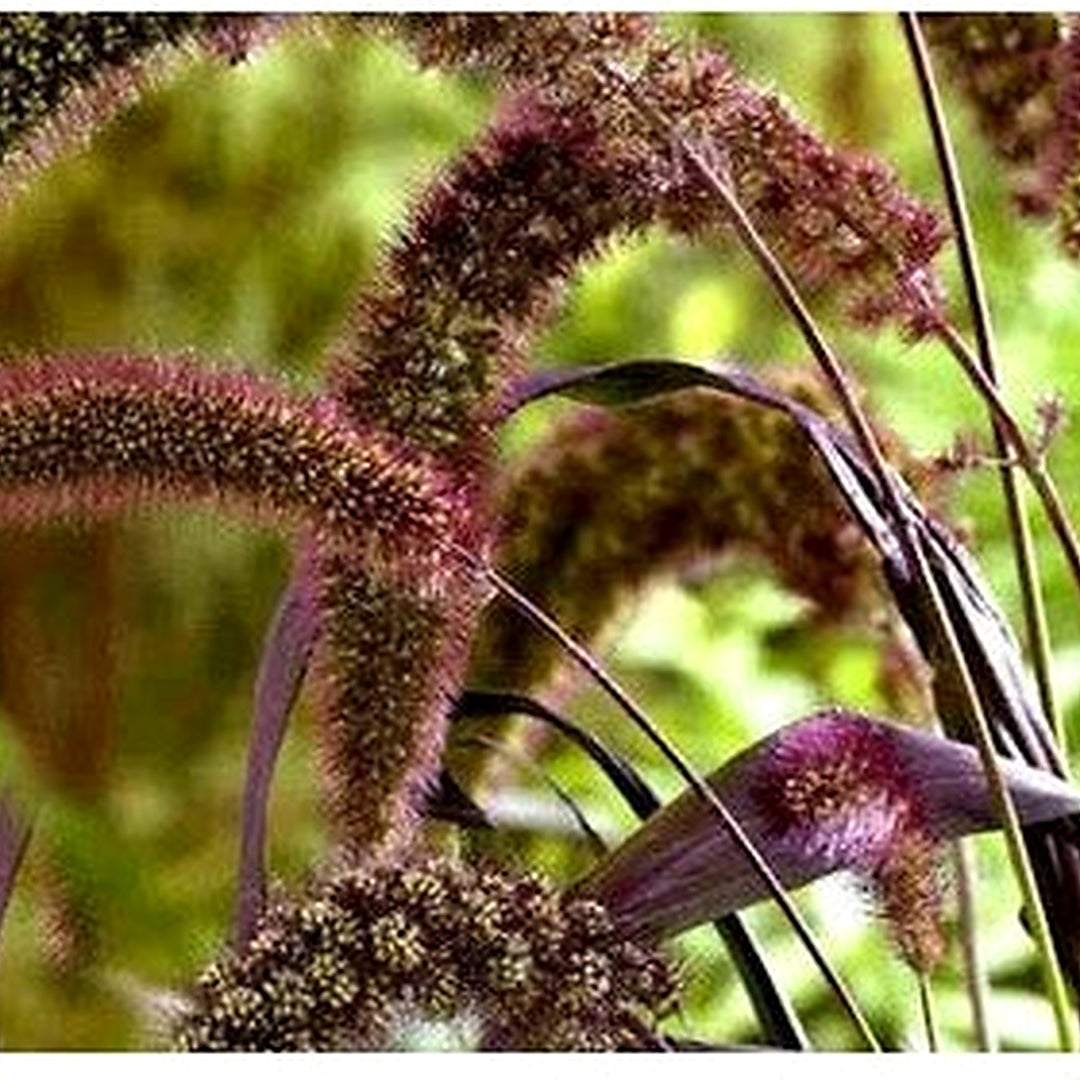Foxtail Millet Red Jewel Ornamental Plant Seeds for Planting [neera-v5-1d3dbe099deaa5e35589]