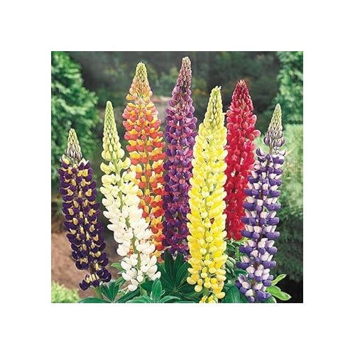 Mixed Lupine Flower Seeds for Planting [neera-v5-1d424d237ecf7af43f02]