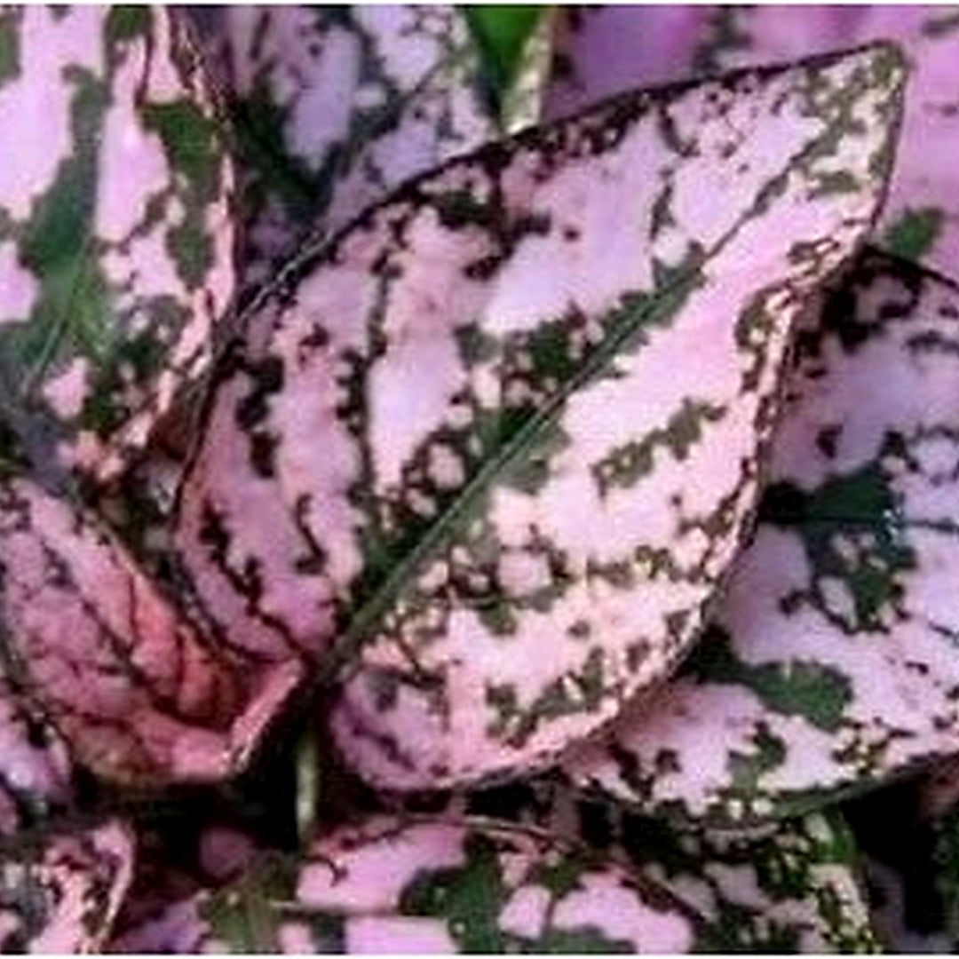 Heirloom Non-GMO Mix Hypoestes Plant Seeds for Planting [neera-v5-1d4ecd80a9fb8a7e134e]