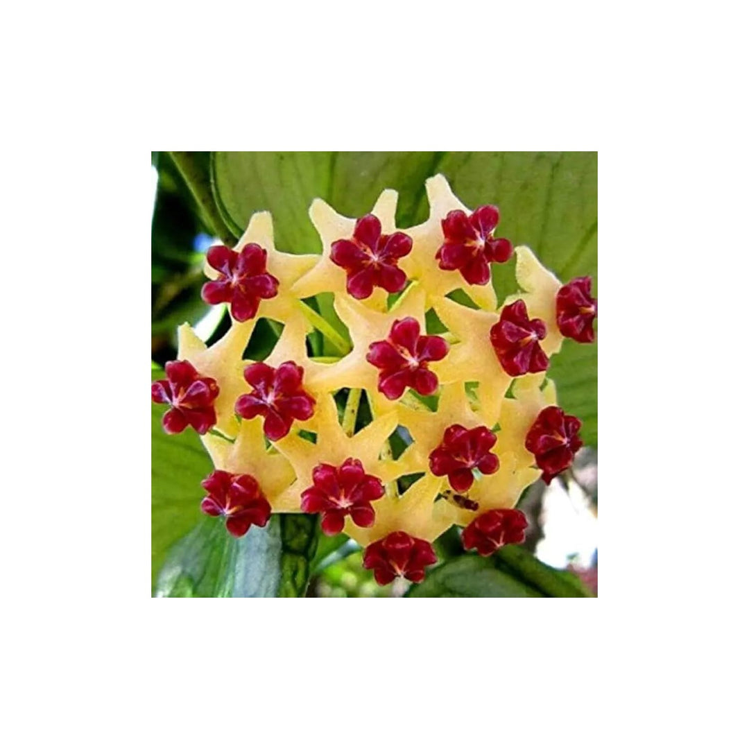 Canossa Flower For Planting Non Gmo Flower Seeds for Home Garden Planting, Landscape Organic [neera-v5-1d5c940a2ddaea3c1b55]