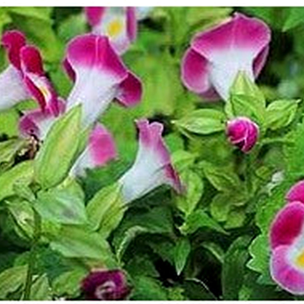 Torenia fournieri (Wishbone Flower) Seeds for Planting [neera-v5-1d60d4f7ffaef38b334b]