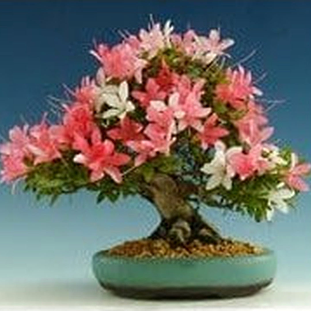Multi-Color Simsii Bonsai Seeds [neera-v5-1d68da79c63d386d5304]