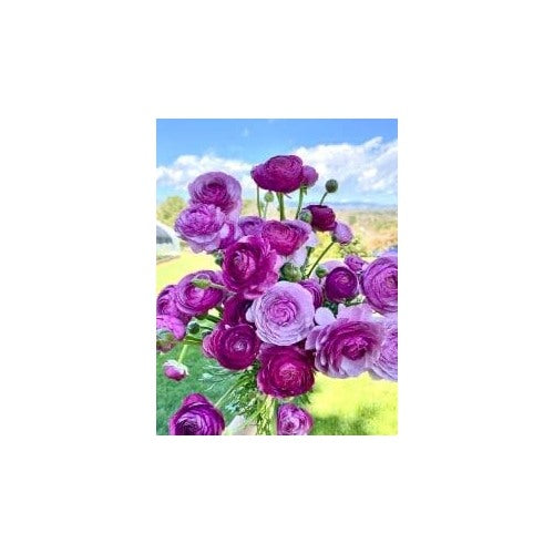 Heirloom Lavender Ranunculus Flower Seeds for Planting [neera-v5-1d6a3ca20aa329a78aa1]
