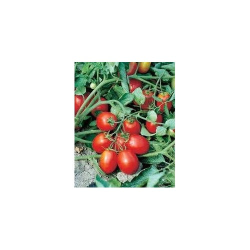 Red Tomato Seeds for Planting [neera-v5-1d6c01734fdd3d421363]