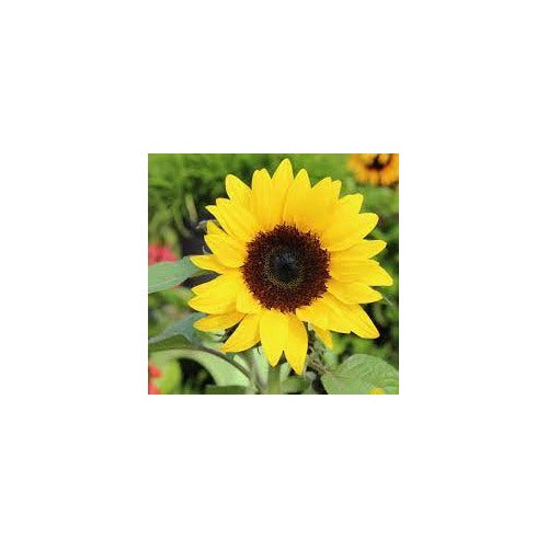 Dwarf Sunspot Sunflower Seeds [neera-v5-1d8ff8412c7ceb74efbd]