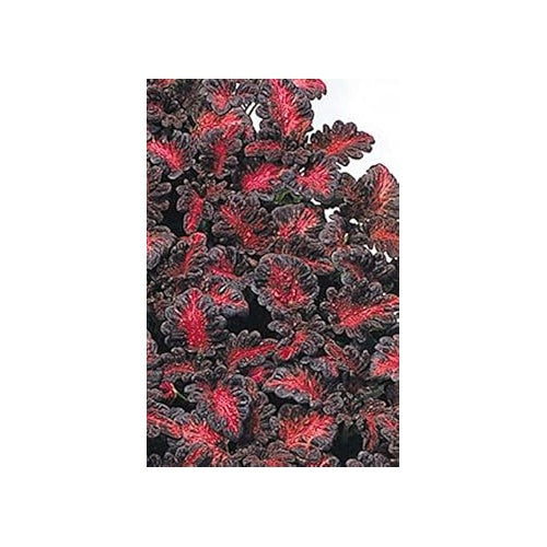 Heirloom Black Red Dragon Coleus Flower Seeds for Planting | Non-GMO Organic Garden Seeds | Bold Foliage, High Germination [neera-v5-1d95cc8830b6d1ece2ac]