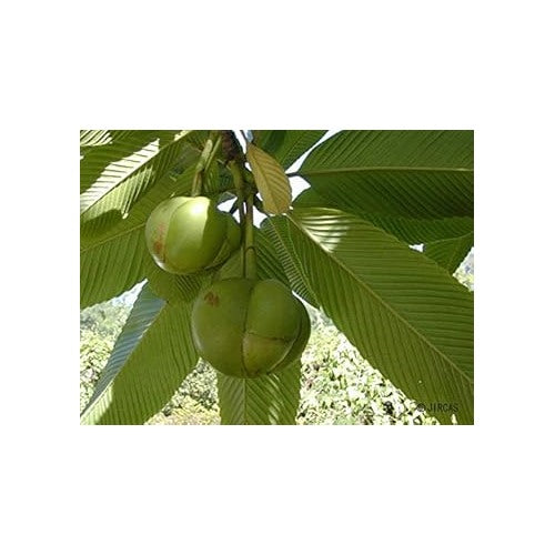 White Dillenia Flower Seeds for Planting-Heirloom &amp; Non-GMO Seeds for planting [neera-v5-1d969cb48a4a658eaf93]