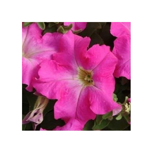 Pink Fuchsia Petunia For Planting Heirloom Non Gmo Flower Easy To Grow Garden Blooms Flower Seeds [neera-v5-1d9728d8dd7bda0ce31b]