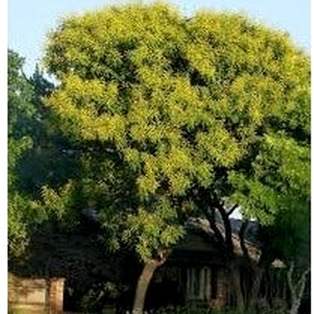 Koelreuteria Tree Flower Seeds [neera-v5-1d9bd9619f5f56e51914]
