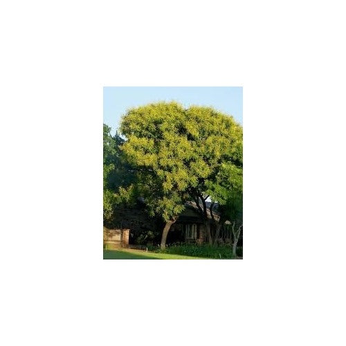 Koelreuteria Tree Flower Seeds [neera-v5-1d9bd9619f5f56e51914]