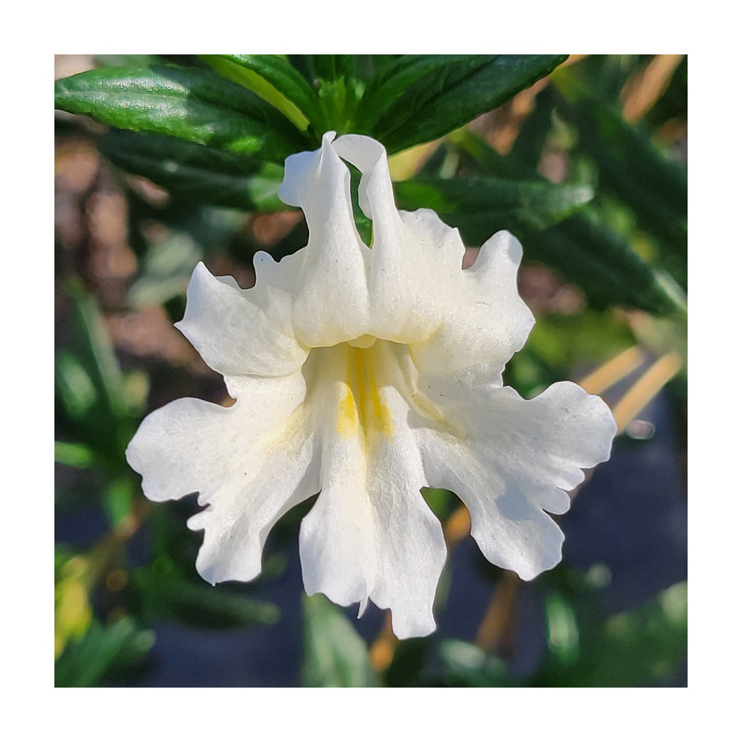 White Mimulus Flower For Planting Flower Seeds for Home Garden Planting, Colorful Organic Blooming [neera-v5-1da813d86c703d24235b]