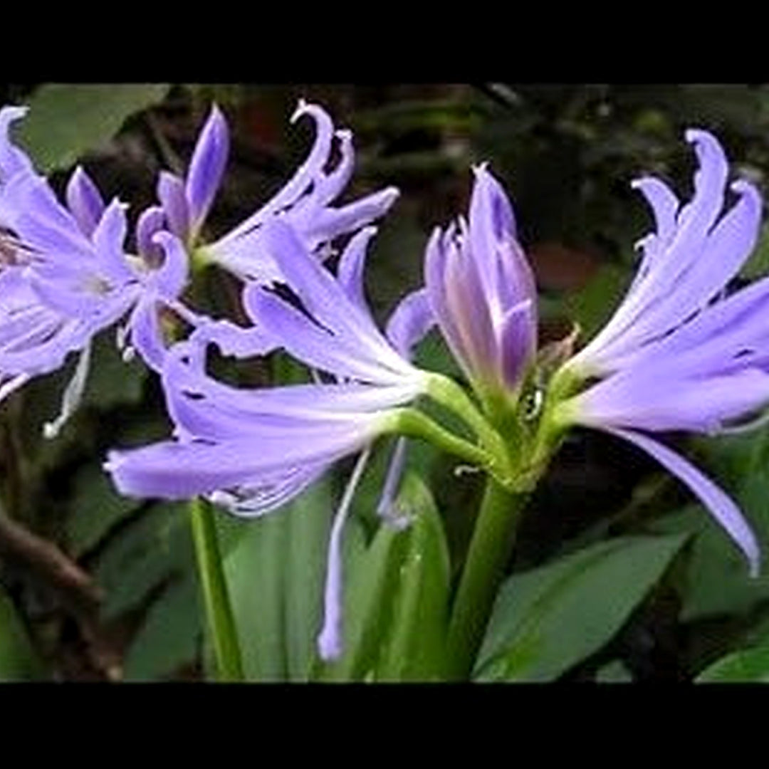 Heirloom Non-GMO Lavender Amaryllis Flower Seeds for Planting [neera-v5-1dae0882f5ddd43f6fd0]
