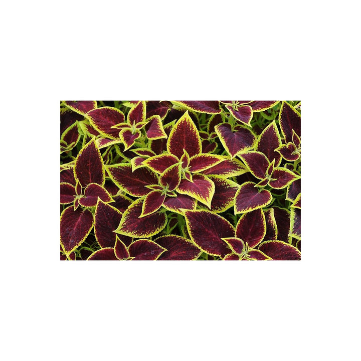 Coleus Plectranthus Scutellarioides Premium Sun Chocolate Mint Foliage For Planting In Garden [neera-v5-1db2abb4978248c8a2ec]