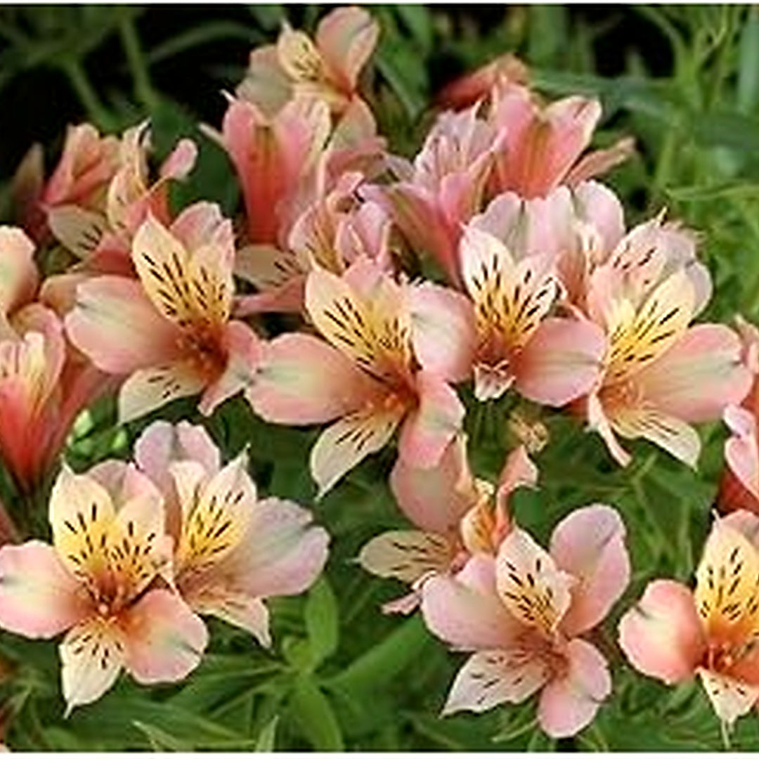 Alstroemeria Flower Seeds [neera-v5-1db8da26cce0339a83db]