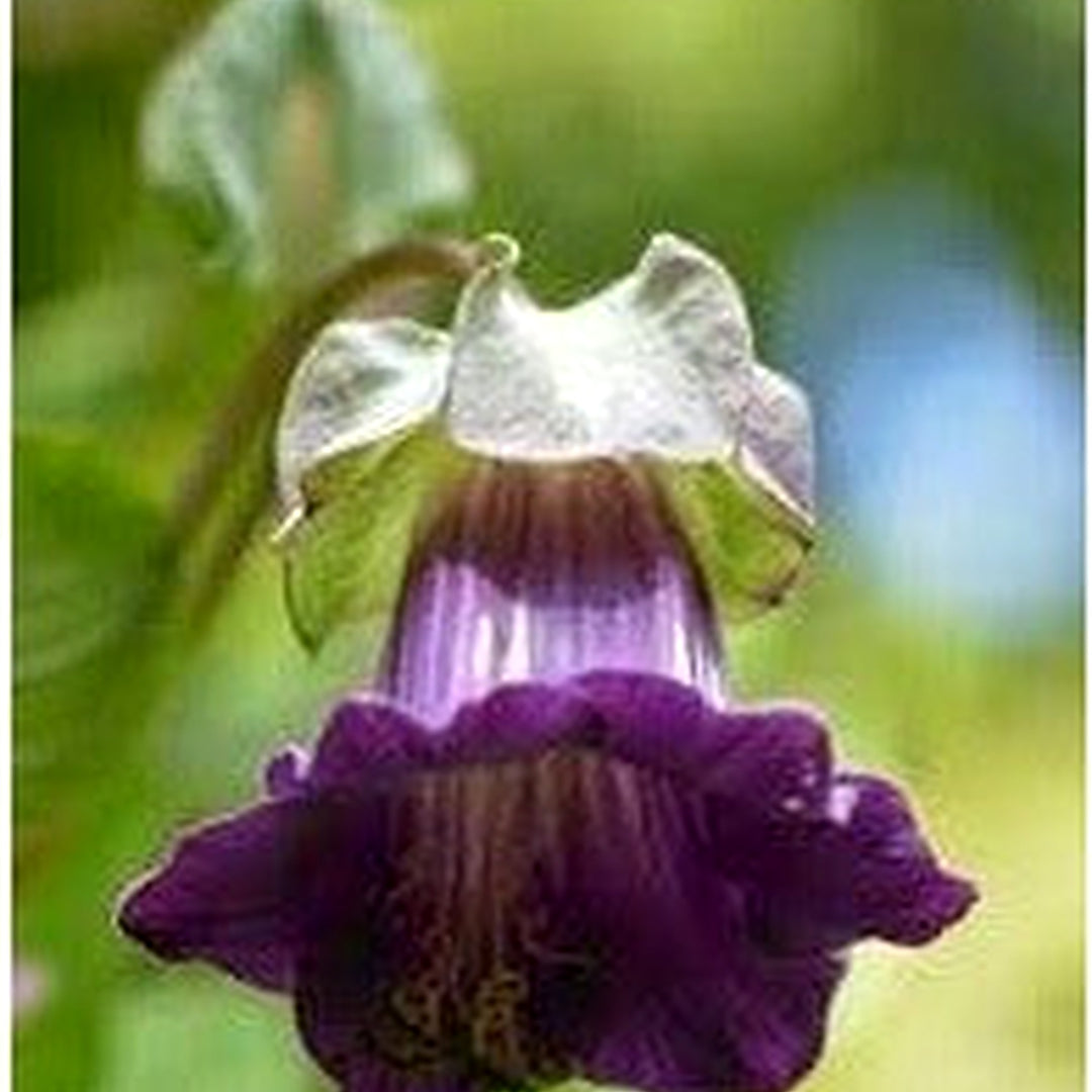 Heirloom Non-GMO Cobaea Scandens Flower Seeds for Planting [neera-v5-1dbdafdad39337294c21]
