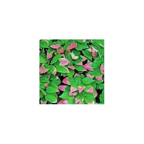 Actinidia Kolomikta Seeds [neera-v5-1dc3f2e903e44e71343a]