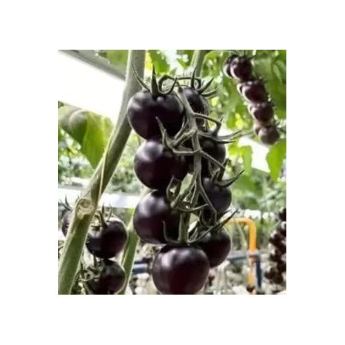 Black Tomato Seeds for Planting [neera-v5-1dc5d9ee1c3d4faa7bbd]