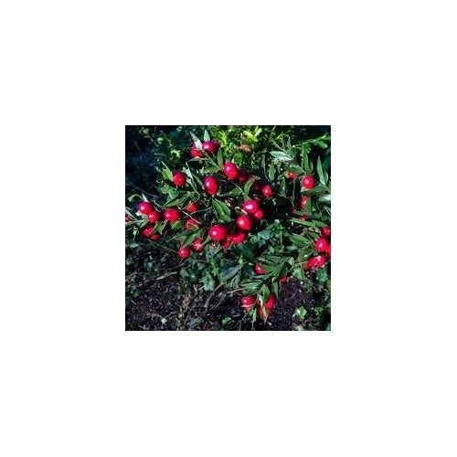 Dark Red Pomegranate Fruit Seeds for Planting [neera-v5-1dc8b51360d459b528d5]