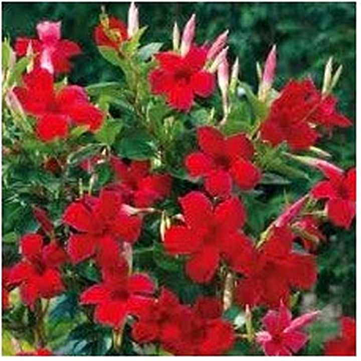 Heirloom Dipladenia Flower Seeds, Non-GMO Tropical Vining Blooms for Decorative Garden Planting [neera-v5-1dce625602c7621a0d9d]