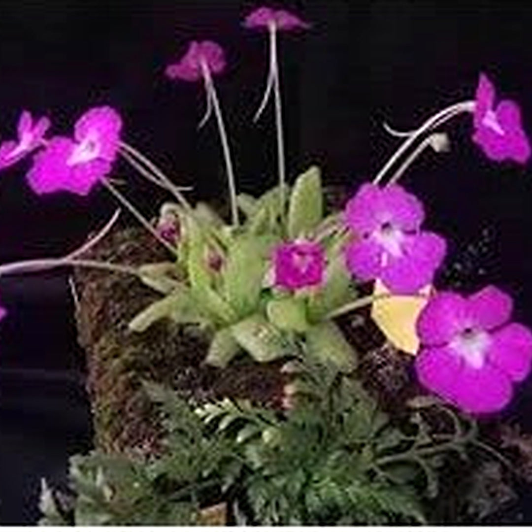 Butterwort Flower Seeds for Planting [neera-v5-1dcf2d999cd44a5bf3dd]