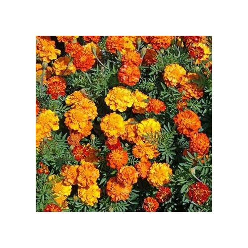 Marigold Flower Seeds for Garden Planting [neera-v5-1dd01444e342c98c3d1a]