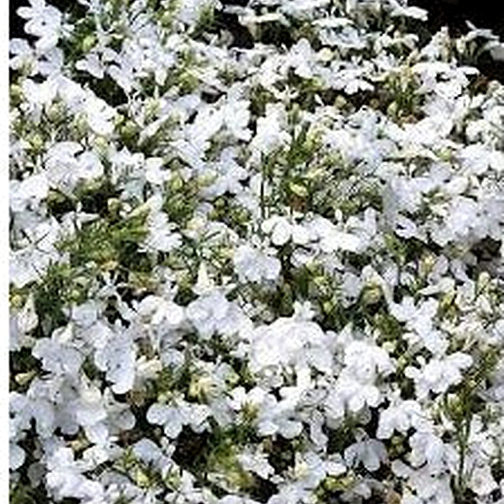Lobelia Pendula White Lady Cascade Flower Seeds for Planting [neera-v5-1dd19573009803290f6f]