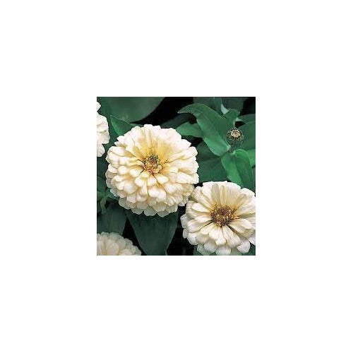 Heirloom Magellan Ivory Zinnia Flower Seeds for Planting [neera-v5-1dd74e74c7761054d6ac]