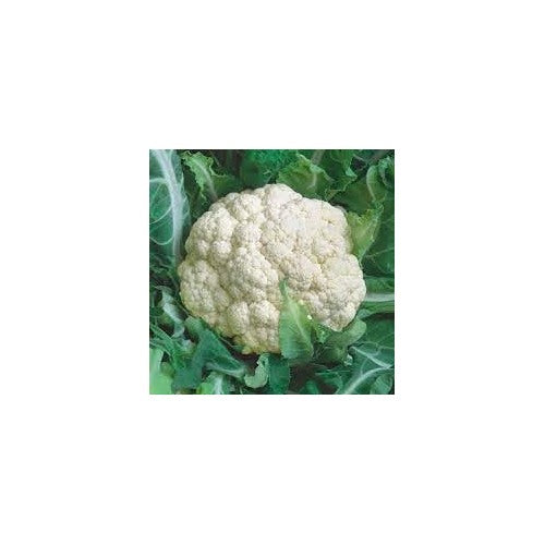 Self Blanching Cauliflower Seeds for Planting [neera-v5-1de0a8fd1e73563f42bc]