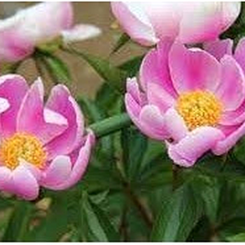 Lactiflora Flower Seeds for Planting [neera-v5-1de8e1847ed974d2b681]