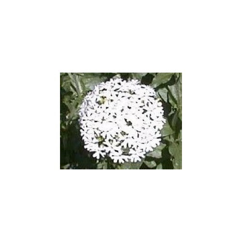Heirloom Non-GMO Maltese Cross Flower Seeds for Planting [neera-v5-1df7b191d82b47bfe220]
