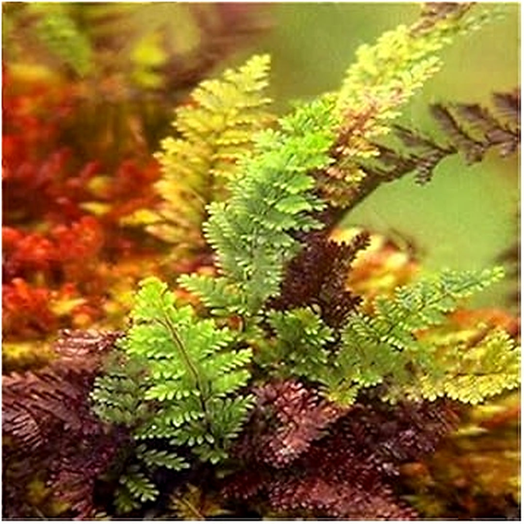 Multi-Colour Fern Plant Seeds [neera-v5-1e0729c809f184513685]