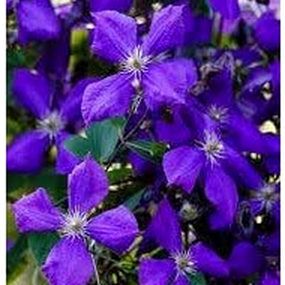 Heirloom Clematis Hybrida Climbing Flower Seeds [neera-v5-1e0ace00b7e2be6d6a0a]