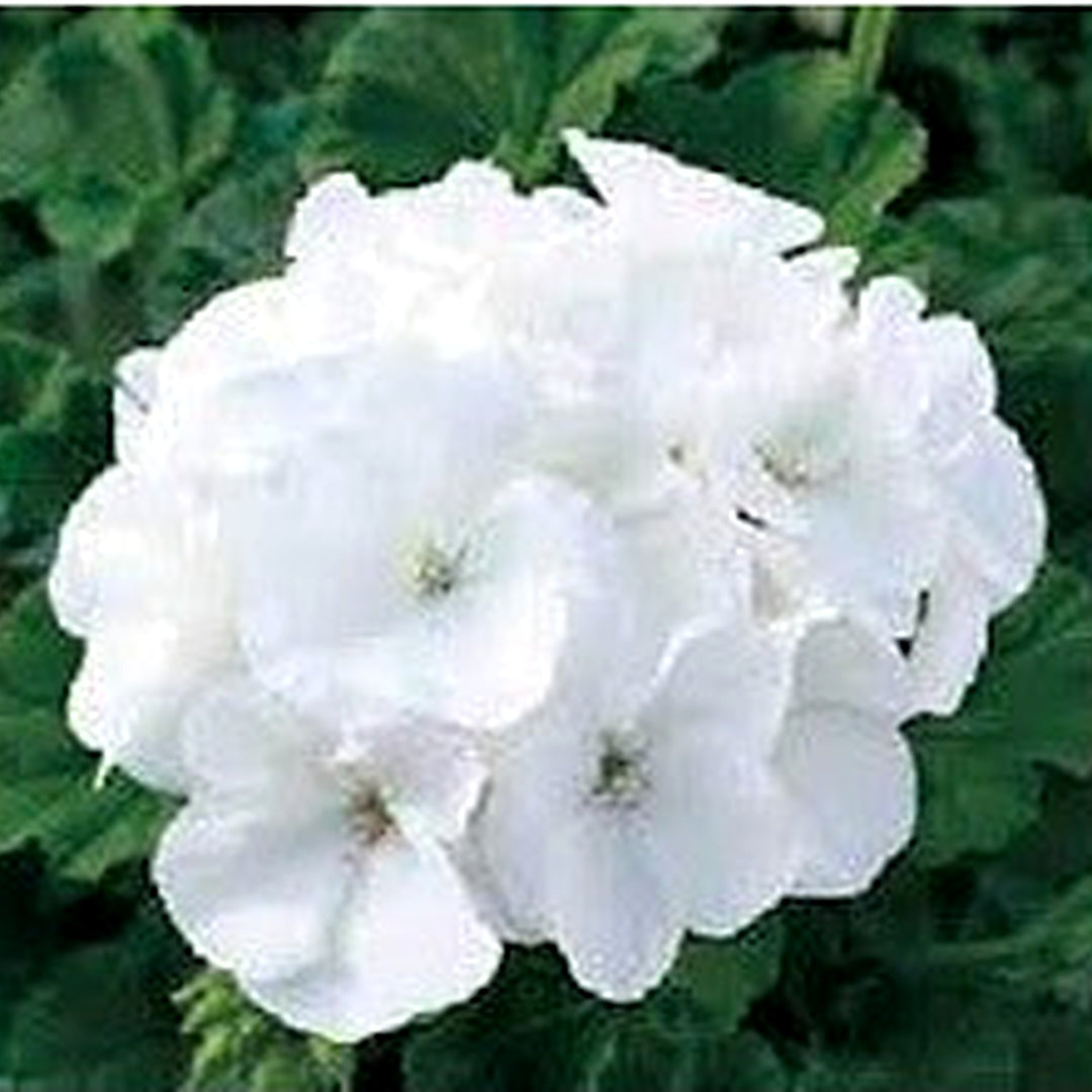 Heirloom Non-GMO White Geranium Flower Seeds for Planting [neera-v5-1e13cb360952da809e3f]