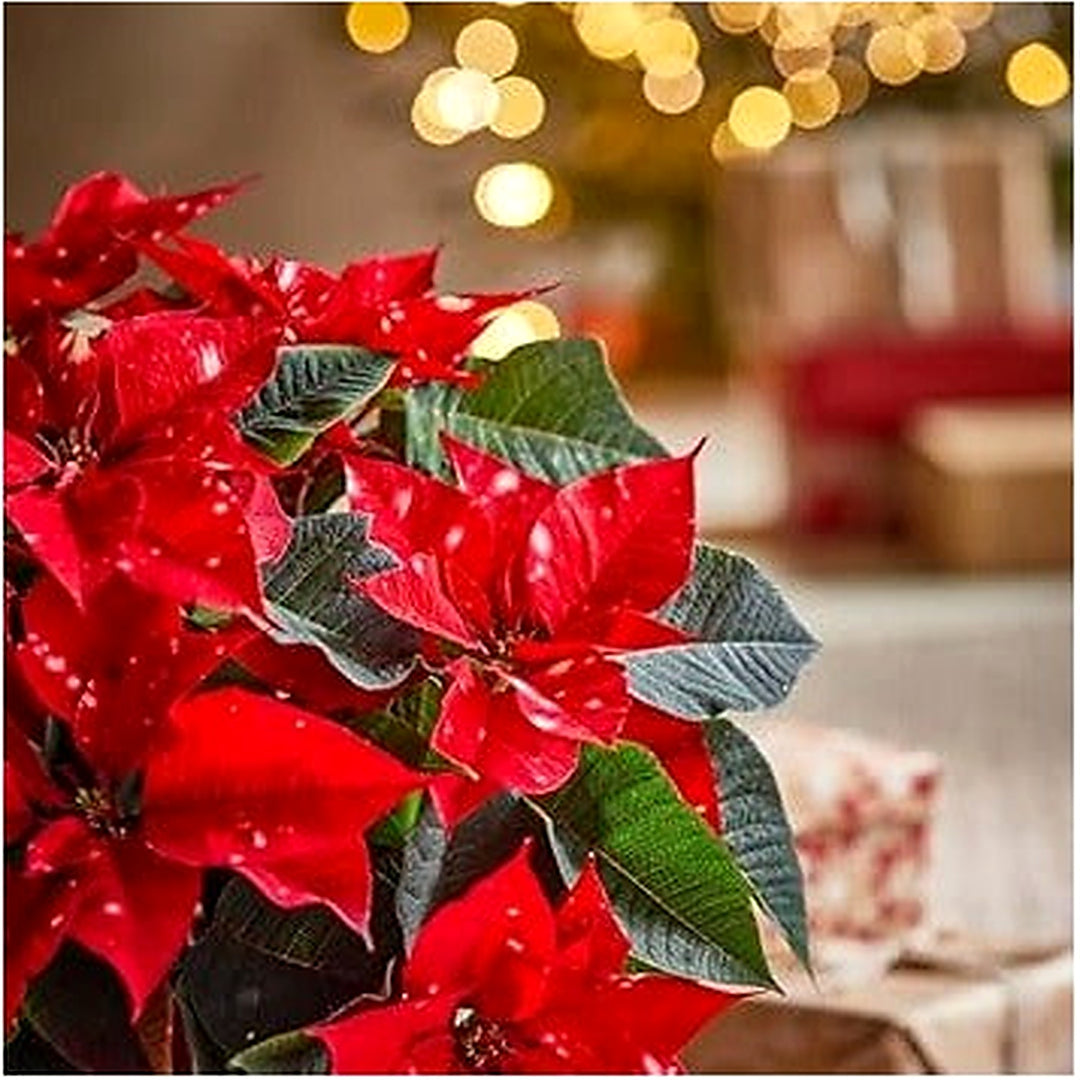 Heirloom Non-GMO Deep Red Poinsettia Flower Seeds for Planting [neera-v5-1e169d24b44e1c9b00c2]