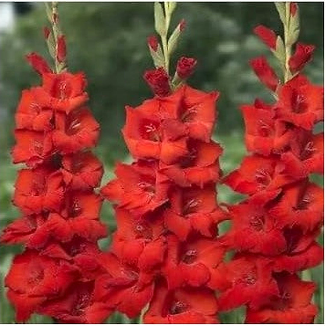 Organic Heirloom Gladiolus Flower Seeds for Planting [neera-v5-1e1b0a2b4b5cd185c117]