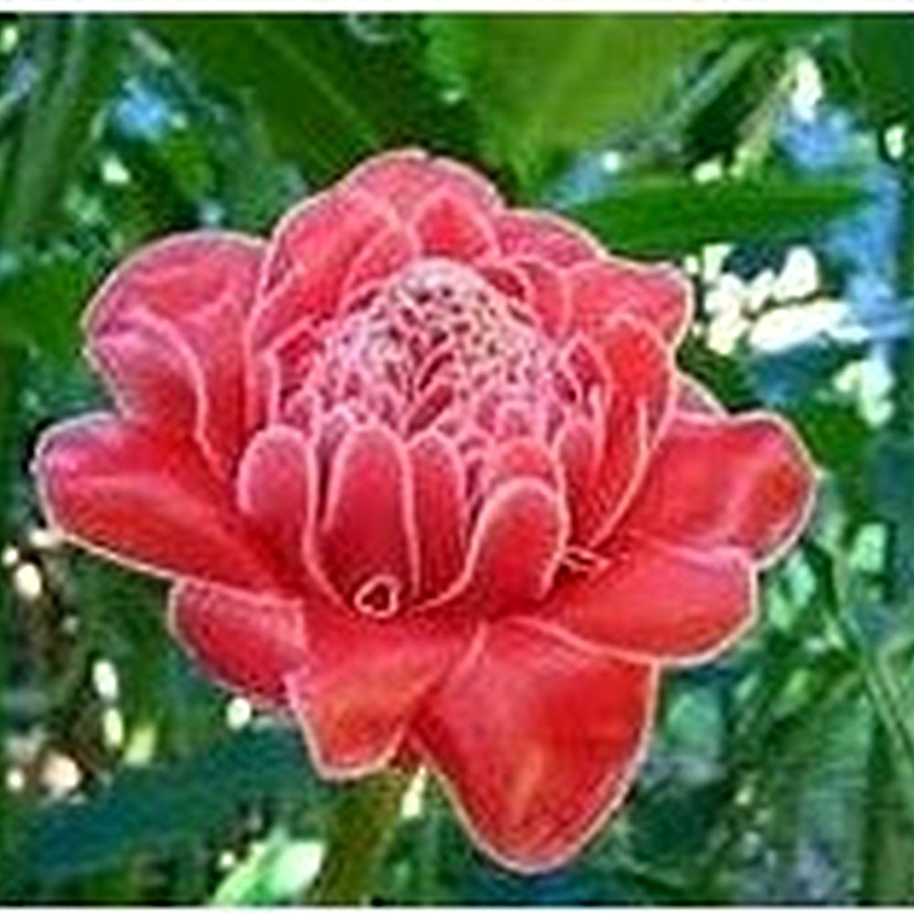 Heirloom Red Etlingera Elatior Flower Seeds for Planting [neera-v5-1e1d5b98c2f49decffc9]