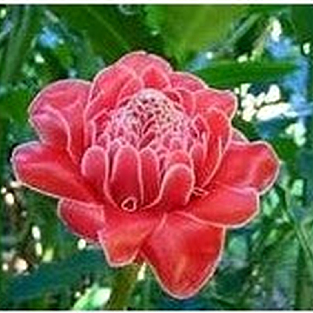 Heirloom Red Etlingera Elatior Flower Seeds for Planting [neera-v5-1e1d5b98c2f49decffc9]